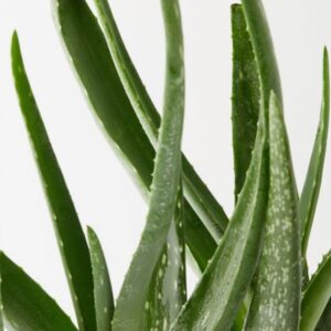 Elixr aloe vera gel